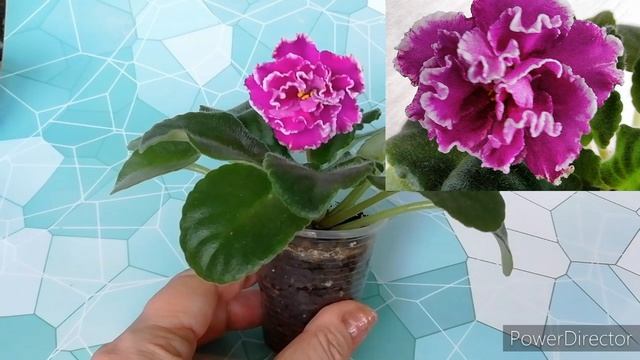 Фиалка АВ - Махровая Петуния./Описание сорта фиалки.