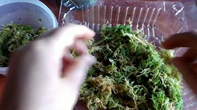 Пузырчатка Bisquamata( Utricularia). Пересадка. смотреть онлайн