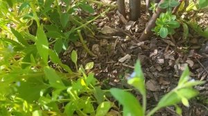 Как с помощью обрезки сформировать красивую форму куста на примере спиреи иволистной