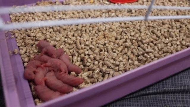 КРЫСА РОДИЛА / НОВОРОЖДЕННЫЕ КРЫСЯТА