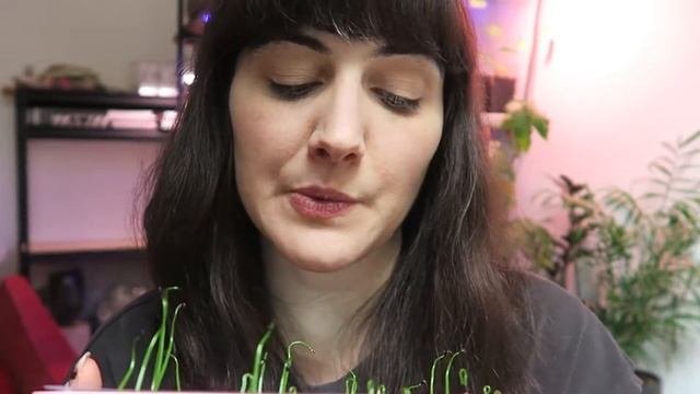 Bowiea Volubilis (climbing Onion) From Seed! | Climbing Onion Propagation