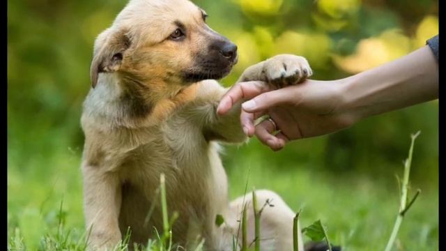 Что такое приют для животных?
