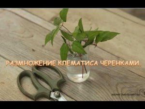 Размножение клематиса черенками .