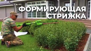 Стрижка | Твой Сад