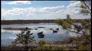 Охота на гуся. Каргополь, весна 2018. День второй