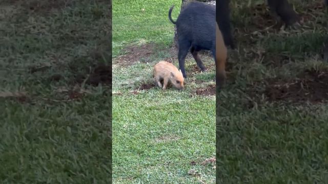 🐗🐗🐗Дикие кабаны на улицах #испании #животные #4k #шок смотреть онлайн