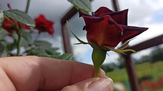 И снова штамбовая роза из ИМ "Питомник роз"! смотреть онлайн