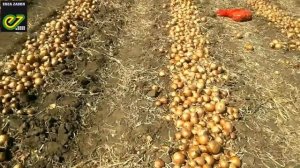 Уборка луков в Волгоградской области.