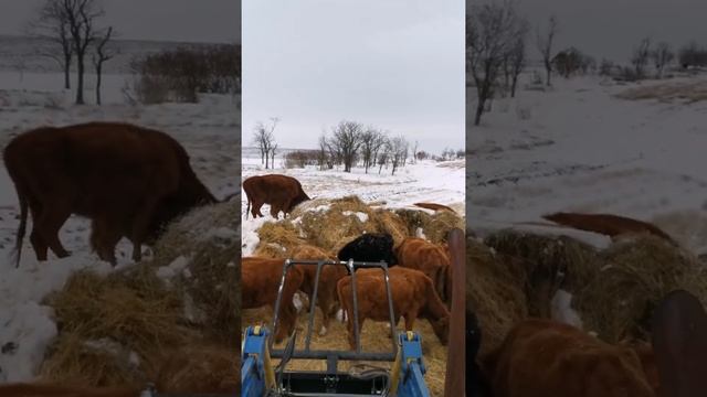 Зима 2020 Коровы салома смотреть онлайн