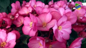 Бегония Dreams Garden - описание сорта и уход в описании Александра Сидельникова (часть 1).