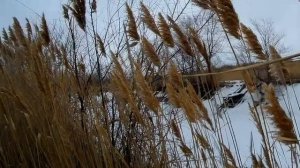 Охота на  зайца в камышах, гончак поработал 25 01 2020