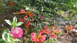 КАМПСИС - вся правда о штамбовой формировке.Сравниваем простую и сортовую Текомы.