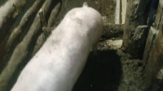 продажа поросят на племя в Алтайском крае. Породы йоркшир-пьетрен.