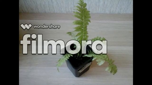 кАКМ УХАЖИВАТЬ ЗА ПАПОРОТНИКОМ смотреть онлайн