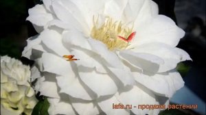 Клематис крупноцветковый Дачес оф Эдинбург ? обзор: как сажать, рассада клематиса Дачес оф Эдинбург