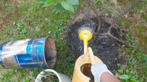 Отличное удобрение для всех плодовых деревьев и кустов