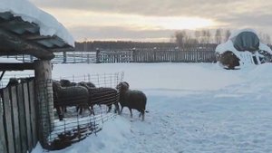 КАК МЫ ХРАНИМ ЗЕРНО ЗИМОЙ. ХРАНЕНИЕ ЗЕРНА ЦЕЛЫЙ ГОД