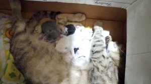 Маленькие новорожденные котята кушают молоко у мамы кошки ?♥️?????♥️