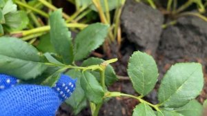 11 августа. 100% ГАРАНТИЯ!!! САМЫЙ ЛЁГКИЙ СПОСОБ размножения роз.