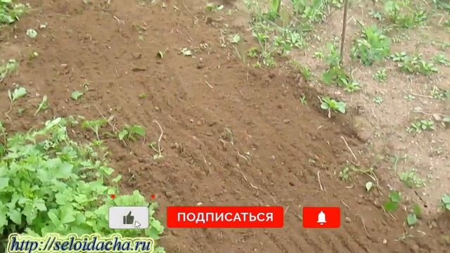 Ручной культиватор для дачи. Инструмент (приспособление) для прополки огорода