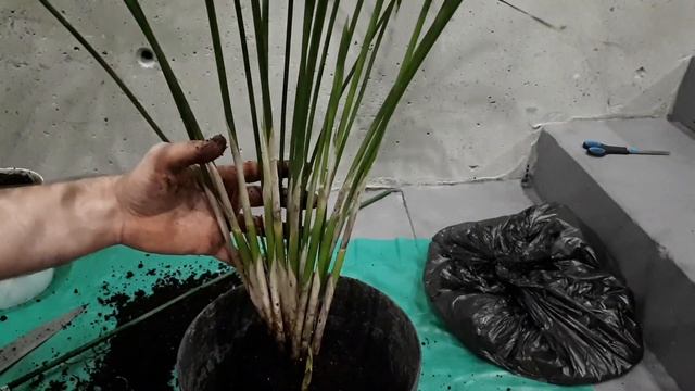 Разрезал свой ЦИПЕРУС! Причина, почему СОХНУТ и ЖЕЛТЕЮТ листья циперуса. Как исправить