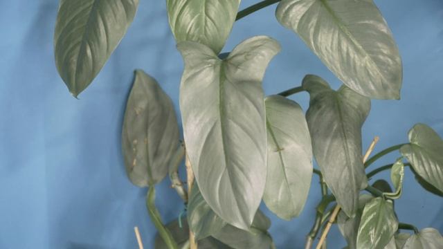 Filodendron Hastatum Silver Sword Silver Queen
