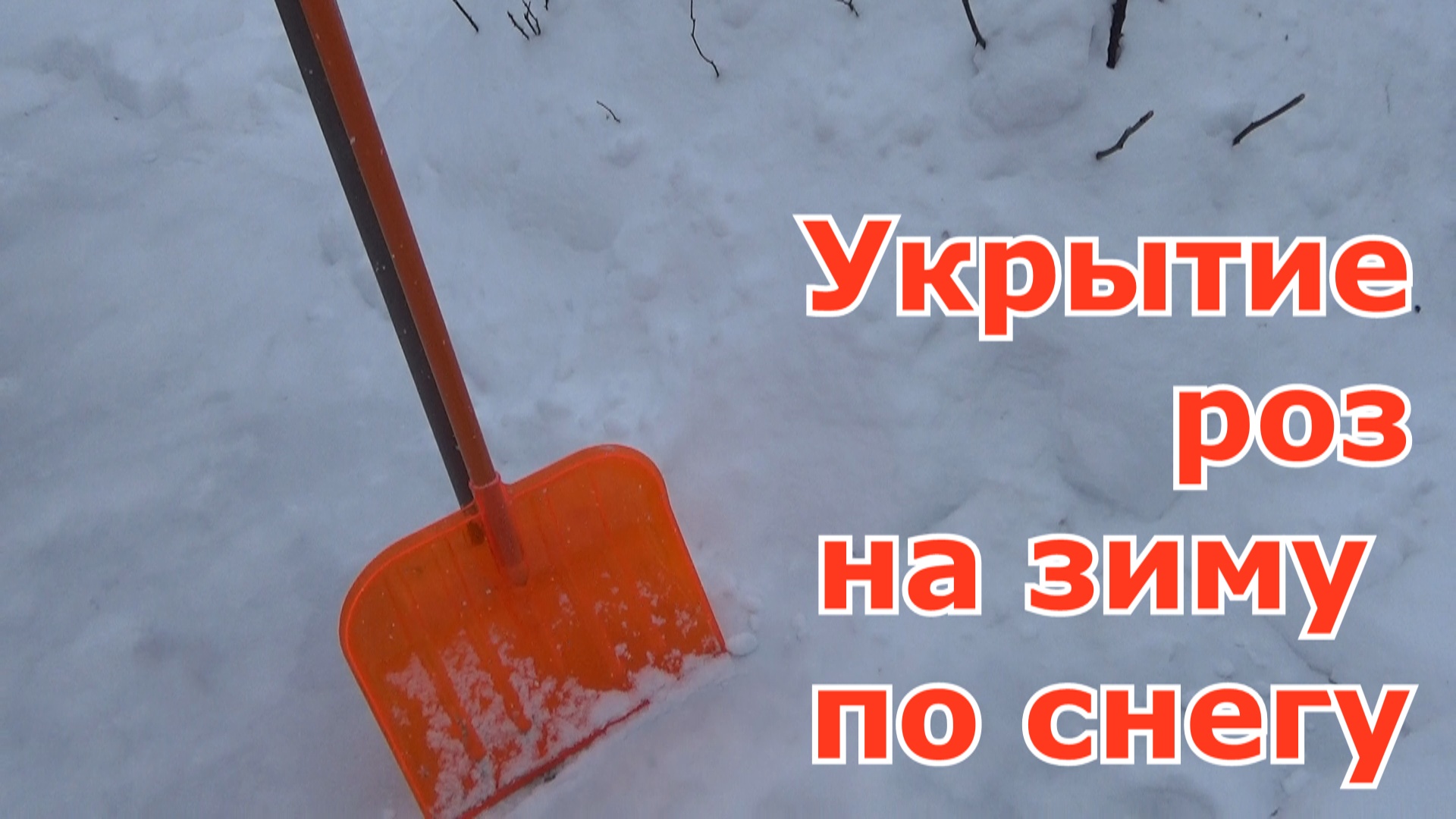 Укрывать или не укрывать розы на зиму? Укрытие роз по снегу на зиму Подмосковье Чем проще, тем лучше