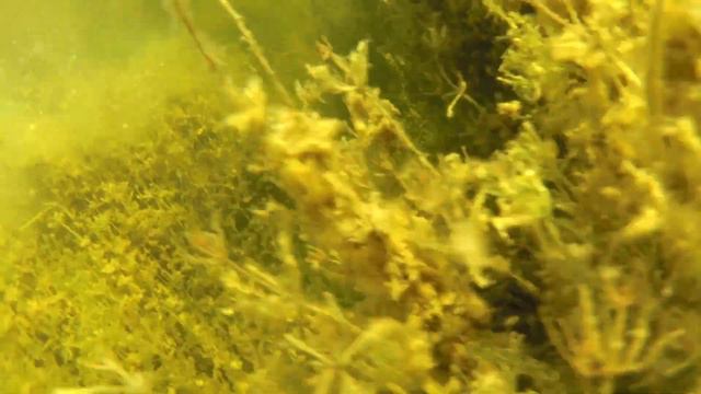 ЛЕЩИ смотреть онлайн