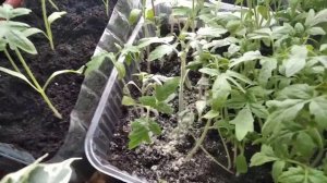 Что делать если поселилась плесень? Спасаю томаты!