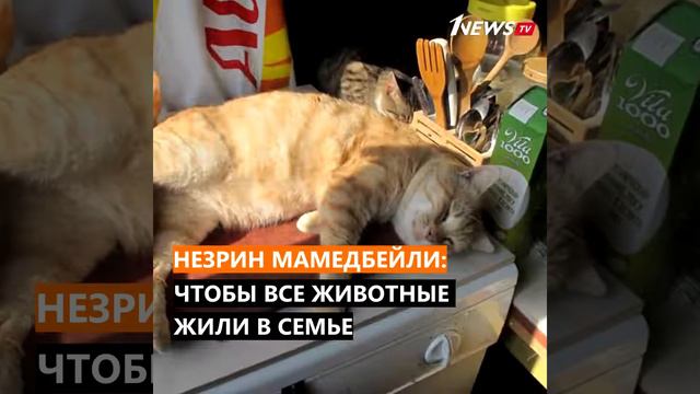 #briefly - «Ноев ковчег» - приют для животных смотреть онлайн