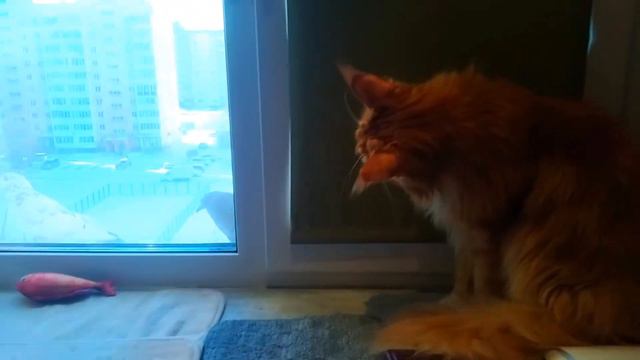 Мейн кун Степа и кот Тихон. Столько птиц в одном месте еще не видели... смотреть онлайн