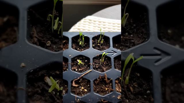 ●Tomato growth●oddly satisfying ●🍅