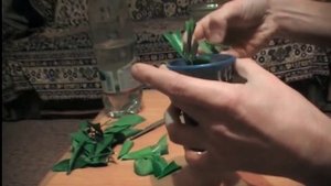 Размножение мандарина способом укоренения черенков. Сад и огород выпуск 098