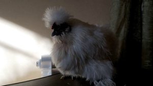 Шёлковая курица не может ходить, что с ней? Как я пытаюсь ей помочь, Какие яйца у китайской Шёлково