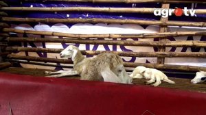 MEMULAI TERNAK KAMBING / DOMBA 5 EKOR, SEKARANG JADI 50 EKOR | @AGROTV9