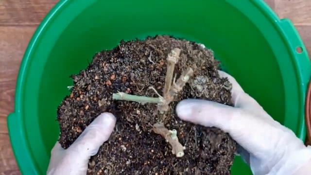 Вива Каролина. Загубила сорт. Спасаю| Плющелистные пеларгонии смотреть онлайн