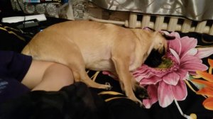 Буся пойдём гулять