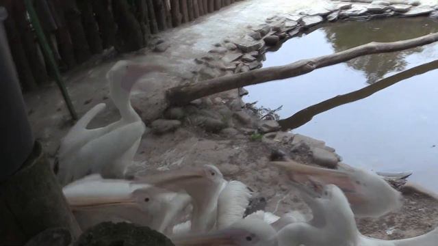 НА СТОРОЖІ ПЕЛІКАН, ЇСТИ ВІН БАЖАЄ (Pelecanus. Zoo Rivne. Ukraine) смотреть онлайн