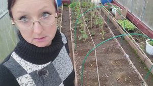 1 мая 2023 года. Видео привет из теплицы. Пикирую огурцы на постоянное место посеянные в теплицу