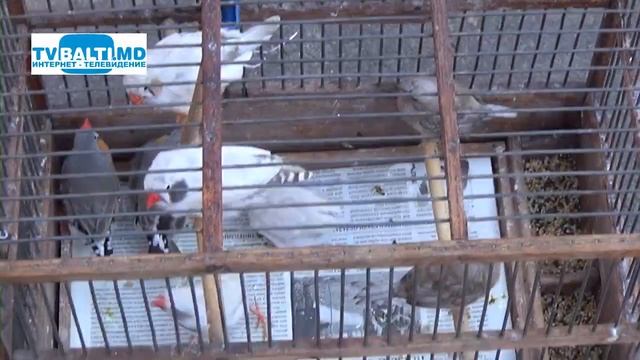 Выставка декоративных птиц и голубей.Весна-2019 24 03 19 смотреть онлайн