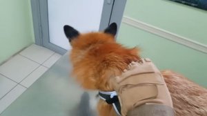 Алиса - лиса. Поездка на прививку, обида и прощение.