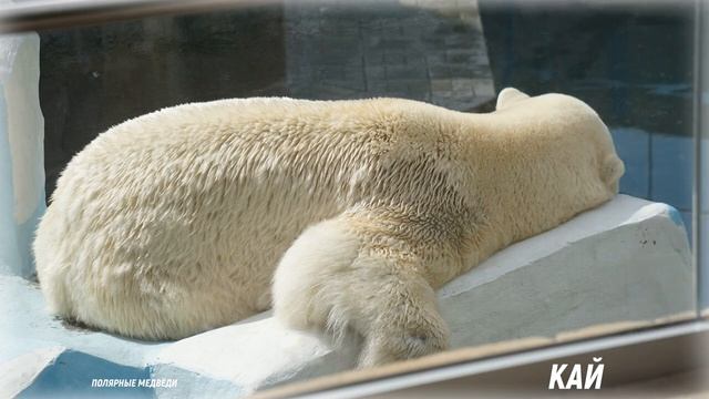 Белые медведи в Новосибирском зоопарке смотреть онлайн