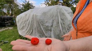 НАКРЫВАЕМ МАЛИНУ АГРОПЛЁНКОЙ . СПАСАЕМ ОТ ПРЕДСТОЯЩИХ ЗАМОРОЗКОВ . ПОСТАВИЛИ ЗАМОК НА НОВУЮ КАЛИТКУ