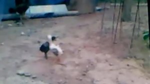 бойцовые петухи