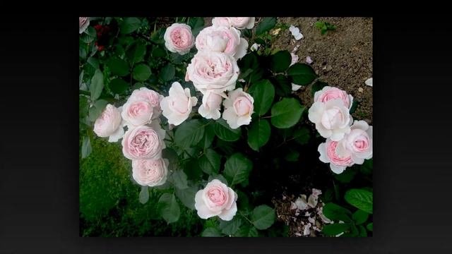 Geoff Hamilton Rose