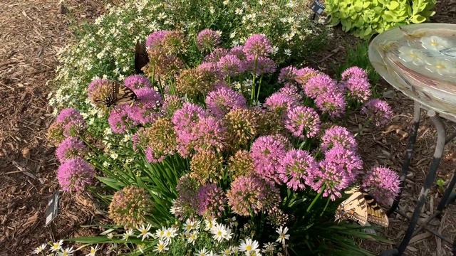 Allium 'Millenium' смотреть онлайн