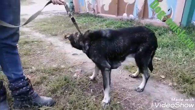 История Сосны смотреть онлайн