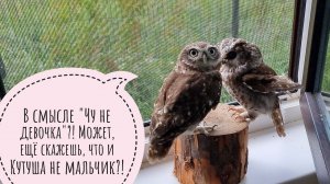 Мохноногий сыч Чучундрий и домовый сыч Лучик на одном пенёчке. Маленькие совы с большими сердечками