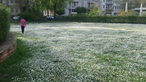 ГЕРМАНИЯ. ВИСБАДЕН, СТОЛИЦА ГЕССЕНА. ПАРК НАПРОТИВ ЦЕНТРАЛЬНОГО ВОКЗАЛА. КОВЁР ИЗ ЦВЕТОВ! ВЗГЛЯНИТЕ!