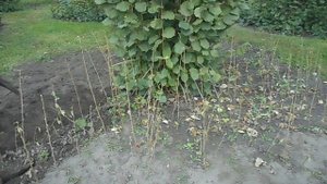 Фундук для средней полосы России  Выкопка маточника однолетних саженцев фундука №42 19